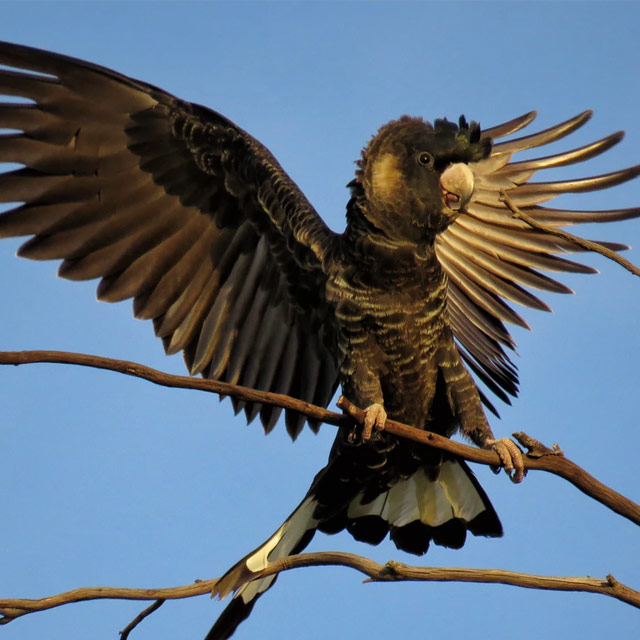 Black Cockatoo