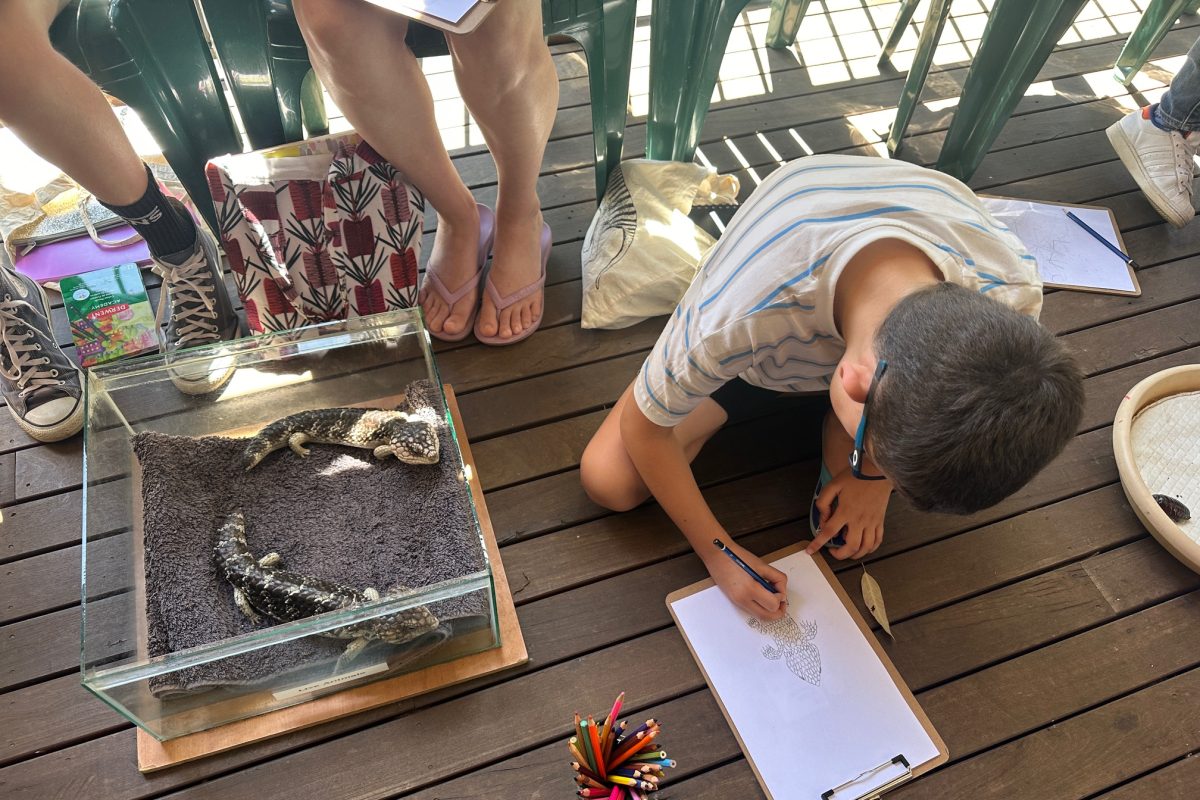 WA School Incursion - Minibeasts Workshop with Eco Action