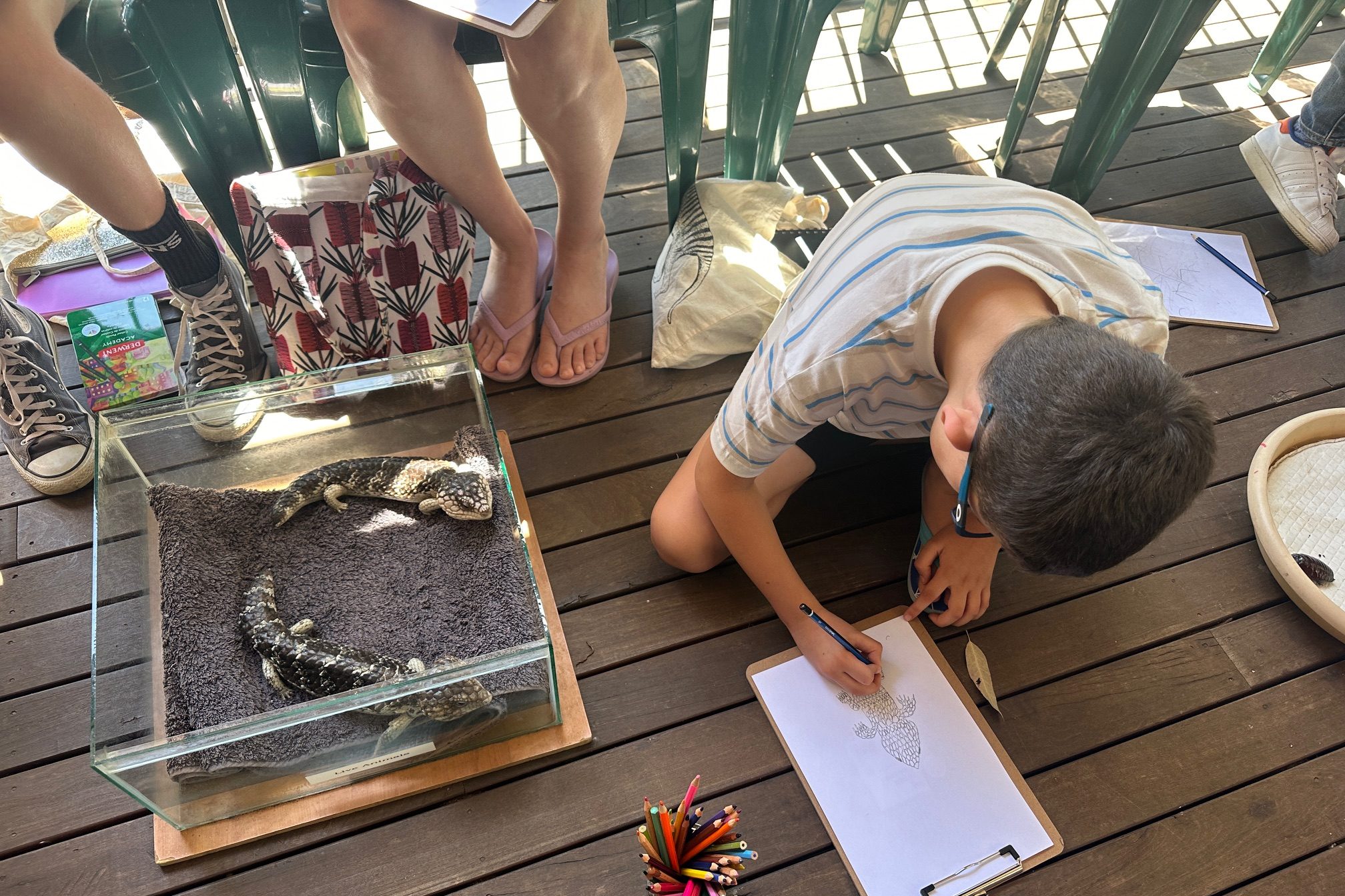 Insects, reptiles, frogs and art School Incursion WA