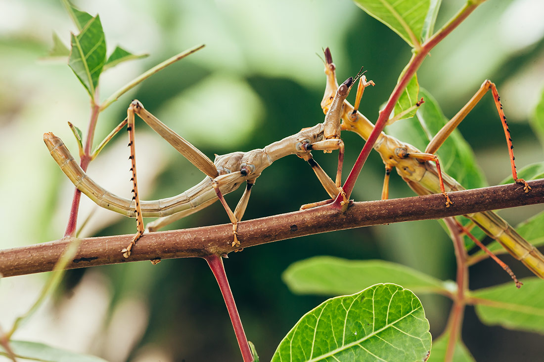 Stick Insect School Incursion WA