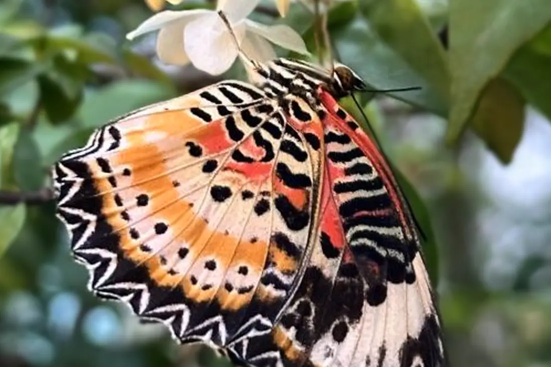 Life Cycles Butterfly