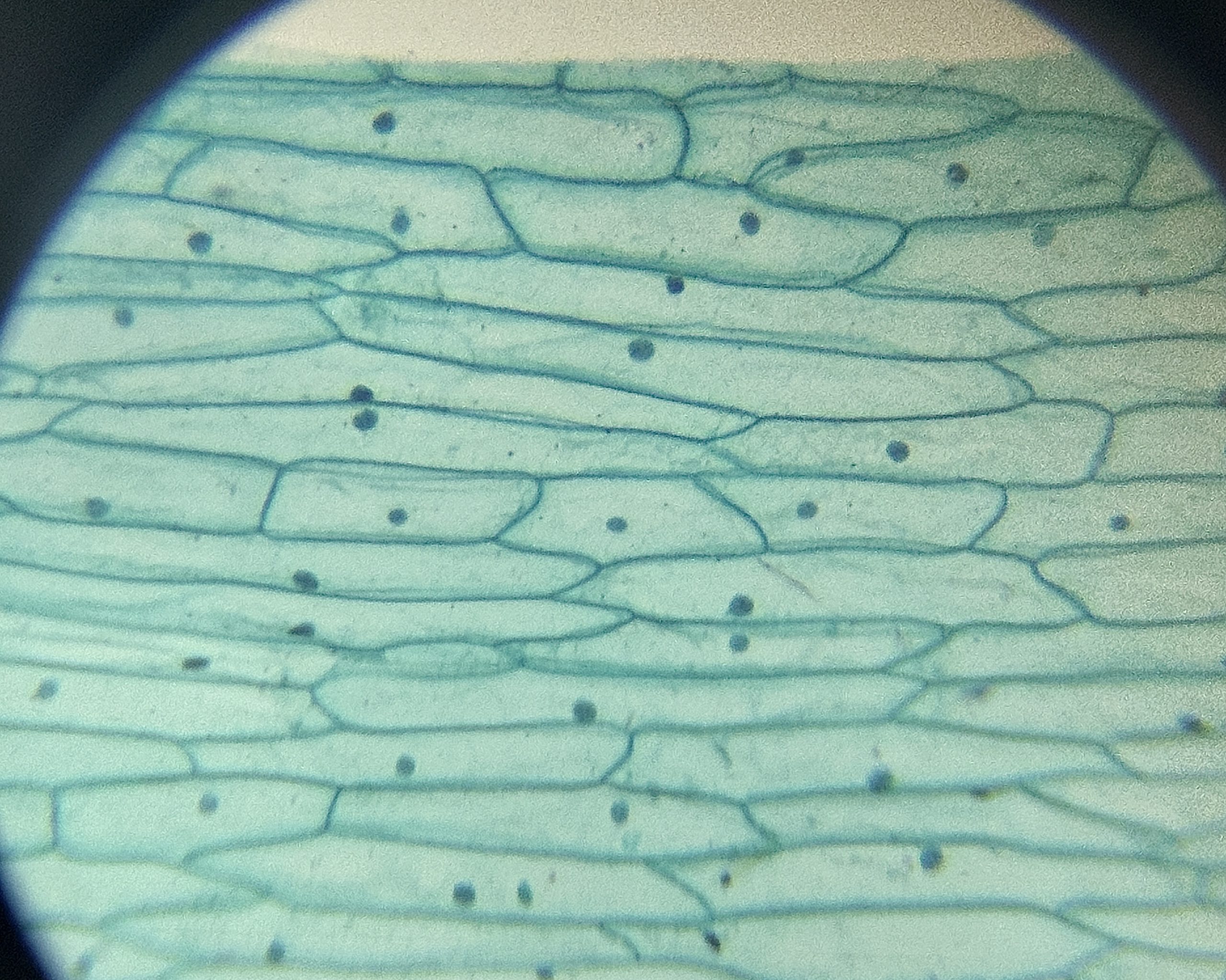 cells under a microscope