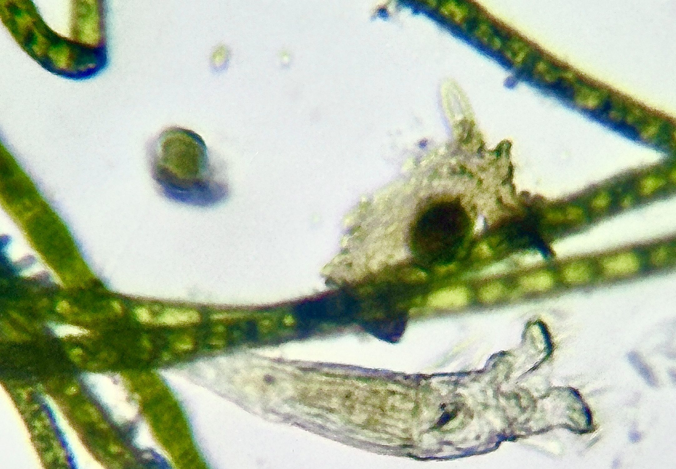 microscopic creatures