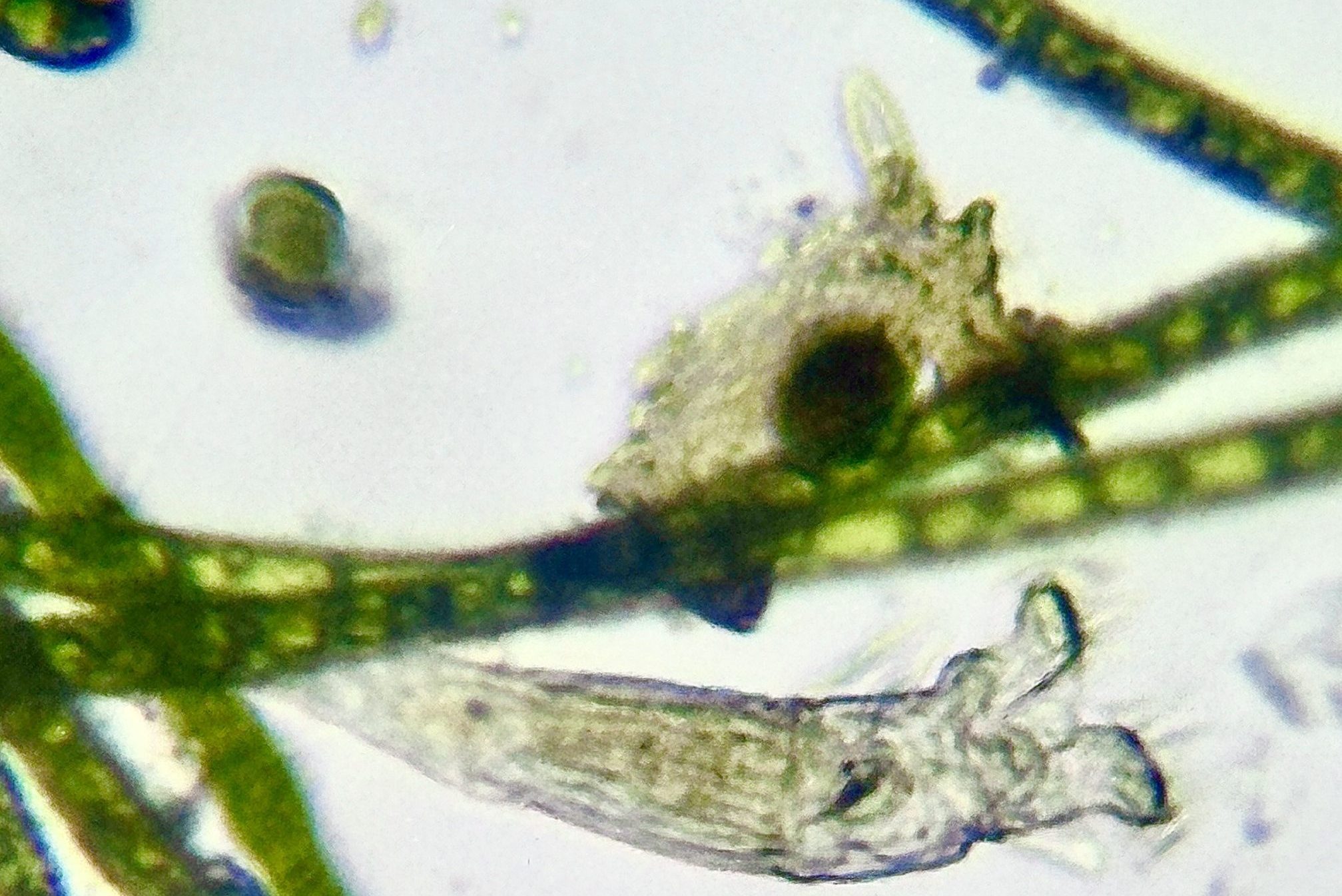 microscopic creatures