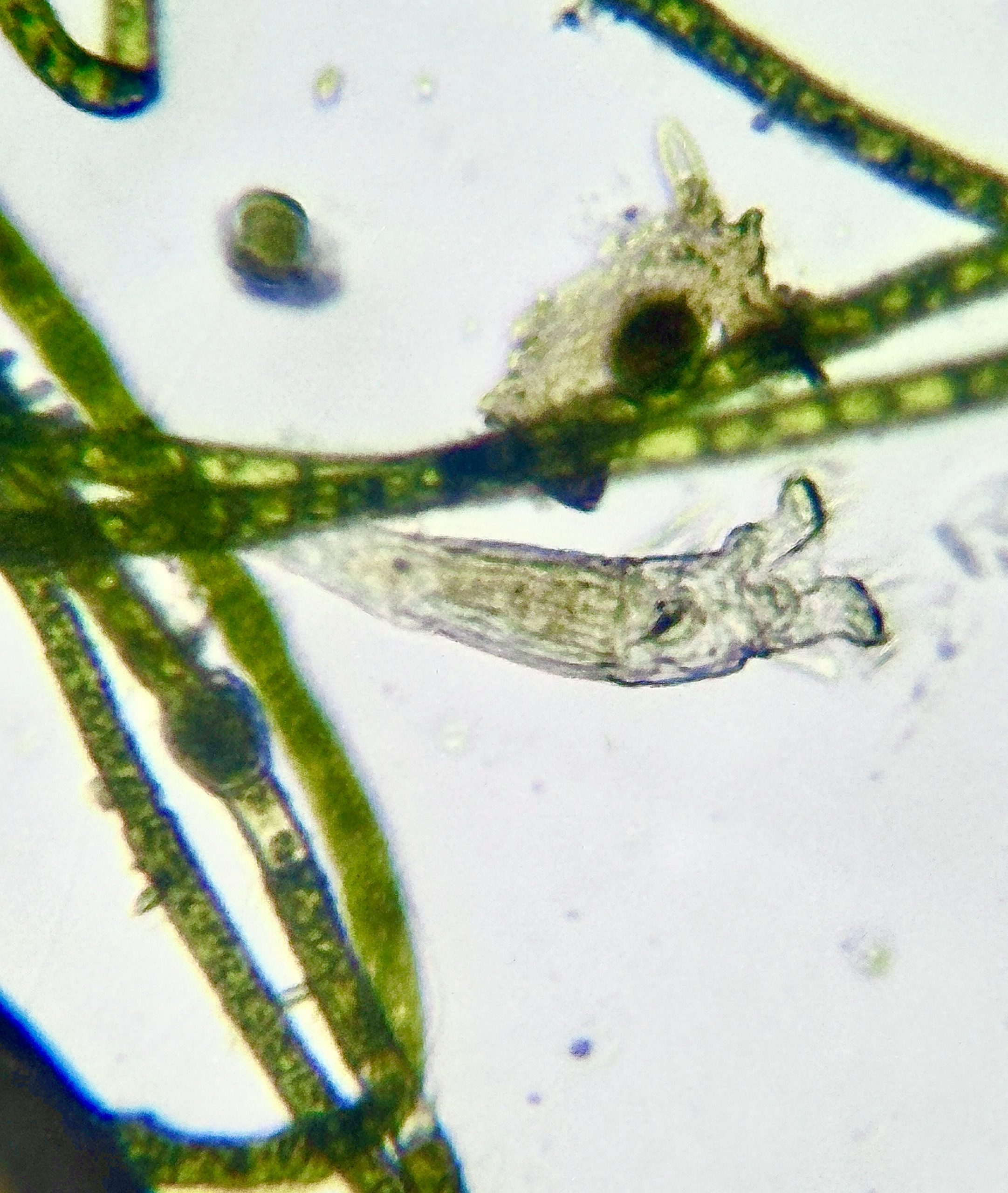 microscopic craatures