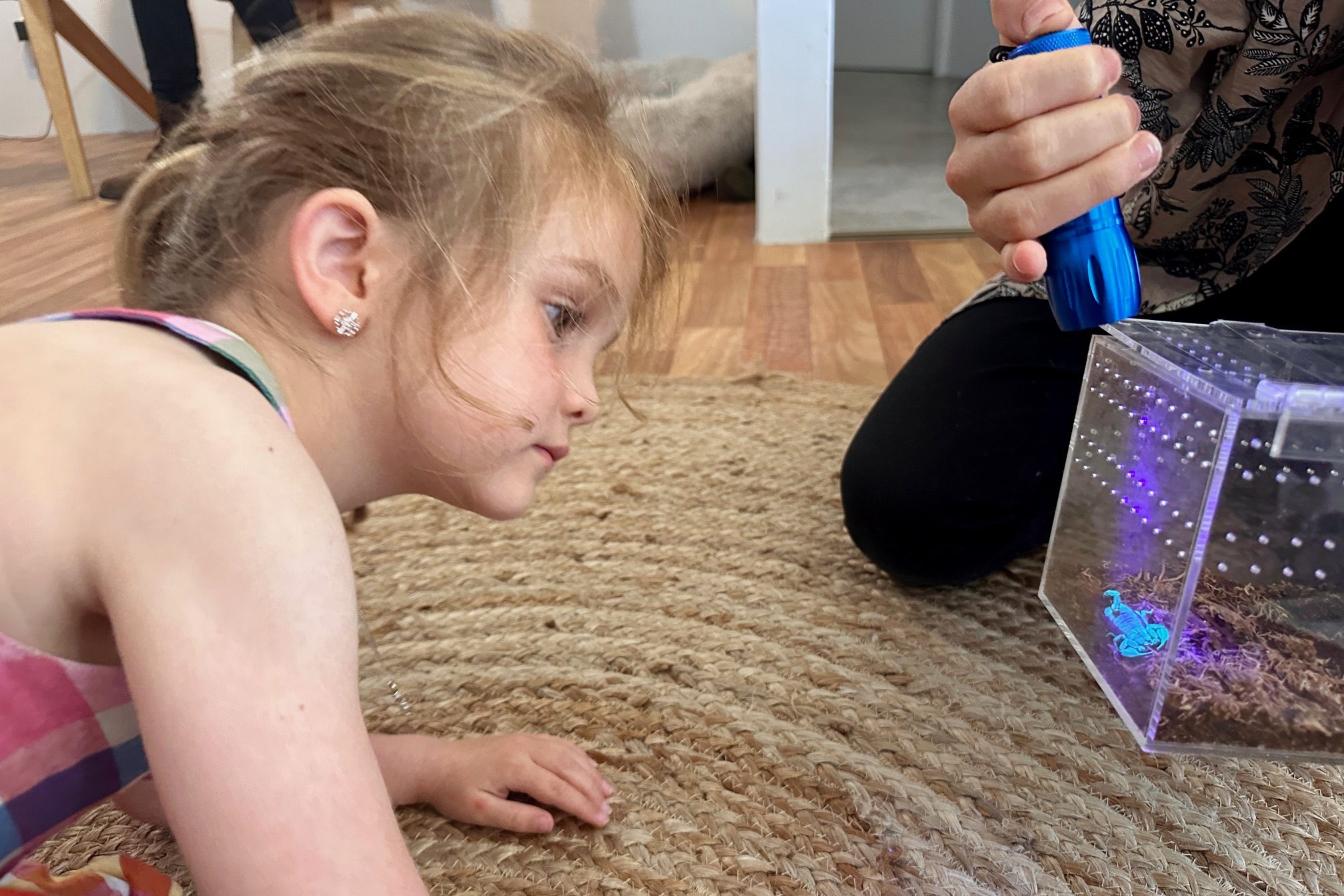 Mini minibeast incursion-scorpion