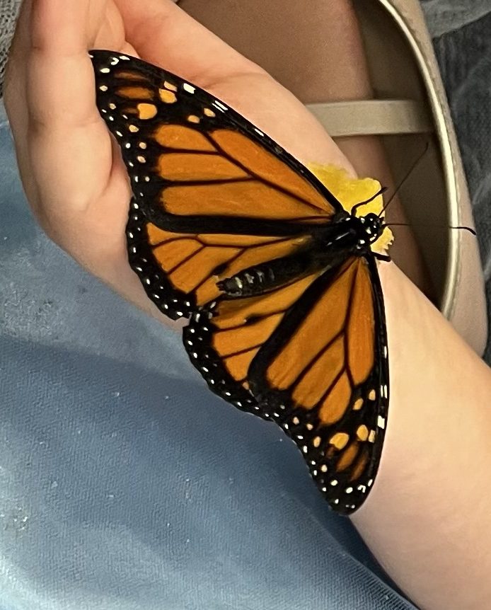 monarch butterfly on childs hand