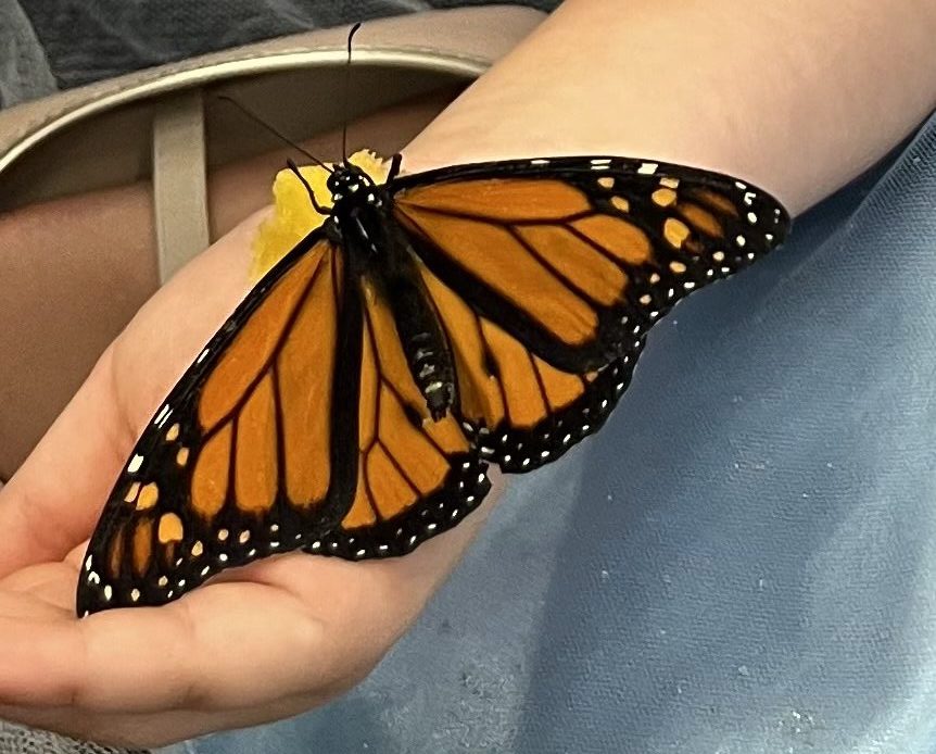 monarch butterfly on childs hand