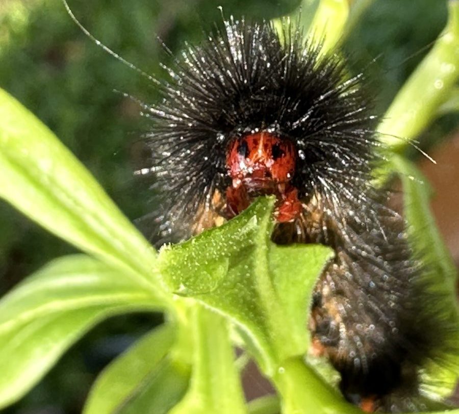 caterpillar