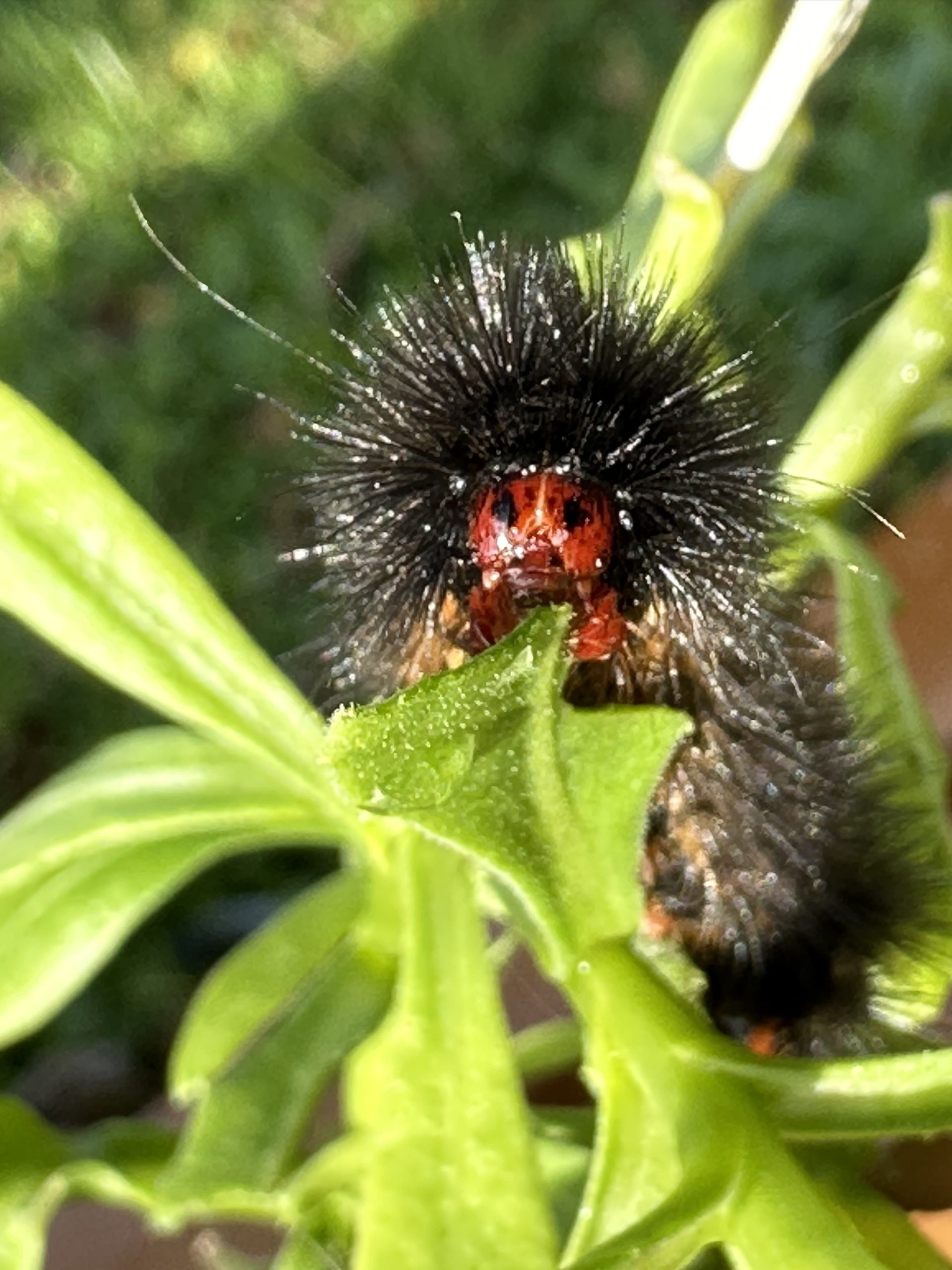 caterpillar
