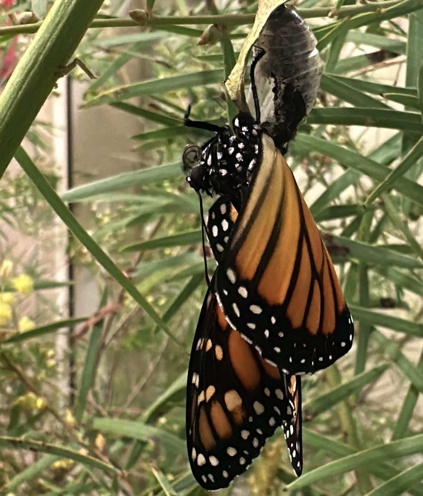 butterfly hatching